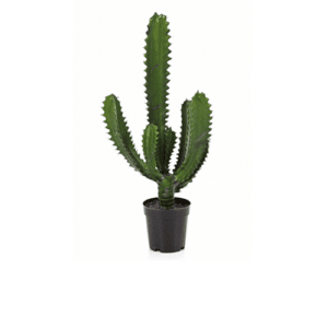 Kunst cactussen